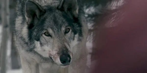 Un vero lupo nei boschi in Frozen