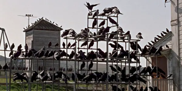 Fuglene på en legeplads i The Birds