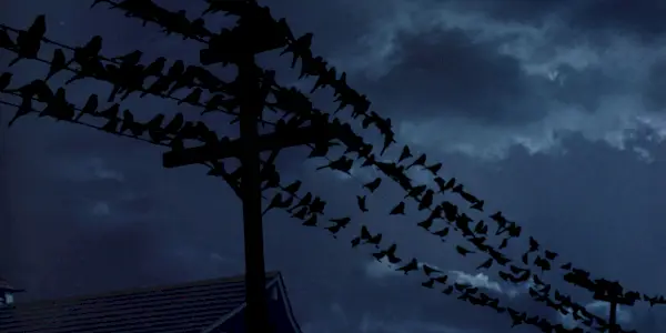 Fugle på en telefonledning i The Birds