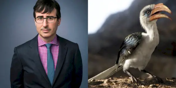 John Oliver ako Zazu vo filme Leví kráľ 2019