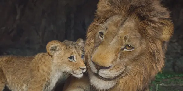 Mufasa potvrzuje živou akci The Lion King 2 by se velmi lišil od Simba's Pride