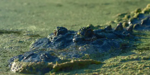 Rezension des Lake Gator: Die Version von Florida Cocain nimmt die Behandlung des Films an