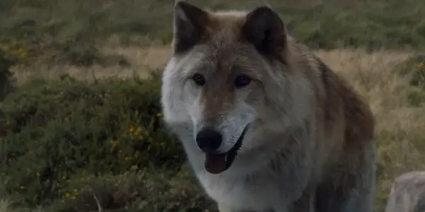 Game of Thrones Fining: El destino de todos los Stark Direwolves explicó